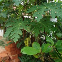 Carica papaya L.